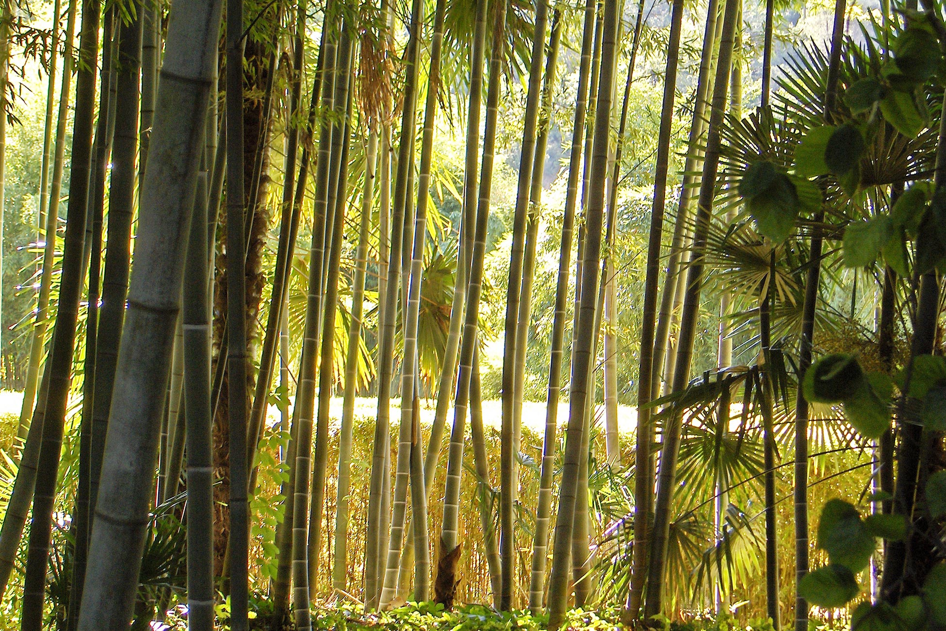 bambouseraie-prafrance Bambouseraie de Prafrance à Anduze, Gard (août 2007) – Photo de Airair – CC BY-SA 3.0 – via Wikimedia Commons