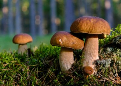 Champignons– Photo par Transly Translation Agency – Via Unsplash